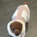 위시포포 이미지