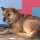 진도개영농조합 이미지