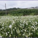 경기옛길 의주길 제4길 파주고을길 이미지