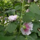 접시꽃민박 이미지