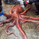 제사상에 문어(文魚)를 올리는 문화 이미지