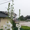 삼안농장 이미지