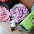 닥터홍 동물병원 이미지