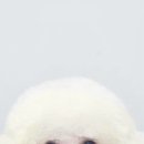 댕댕이묭실 이미지