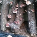 서당골 농장 이미지