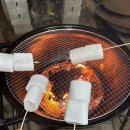 금성 담쟁이 이미지