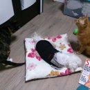 옹기종기 이미지