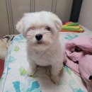 인제오개 이미지