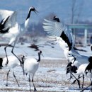 새바라기 이미지