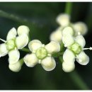 사철나무집 이미지