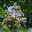 쉬나무: 한 여름의 벌나무, 꿀나무 이미지
