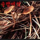 각종 식용버섯 약용버섯의 효능과 독버섯의 성분 이미지