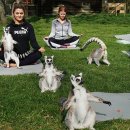 여우요가 이미지