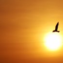 동상농장 이미지