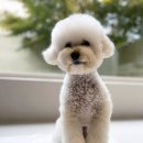 복실애견 이미지