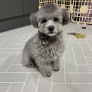 스타일좋개 이미지