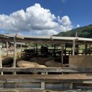 선희목장 이미지