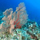 산호가든 이미지