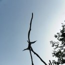 괴목공원 Daum카페
