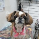 오늘도귀엽개 이미지