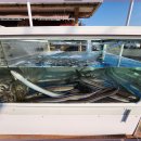 큰기장곰장어 이미지