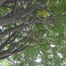 마가목민박 이미지