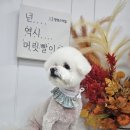 멍멍스타일 이미지