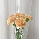 꽃이 좋아 이미지