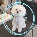 밀크숑 애견샵 이미지