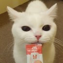 심쿵하냥 이미지