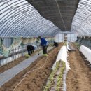 상순이네 하우스 이미지