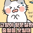 79. 고양이 정보(항문질환 출혈을 보일때) 이미지