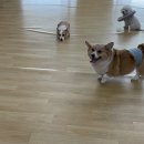 어썸 강아지 호텔 & 목욕 이미지