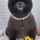 하트애견 이미지