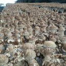 선우농장3 이미지