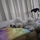 대감도시락 이미지