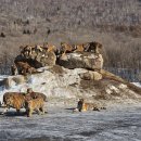 호랑이 동물원 - 동북 호림원 이미지