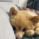 베스트프렌드 동물병원 이미지