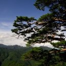 여송목재 이미지