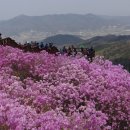 강화도 고려산 진달래 여행 이미지