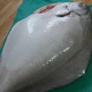 도리 회리 | 병어(甁魚)