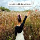 하양-15(금락4어린이공원) | 서울억새축제 하늘공원 주차 10월19일 리뷰 억새 댑싸리 코스모스