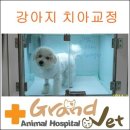 그랜드벳동물병원 이미지