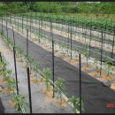 화니농장 이미지