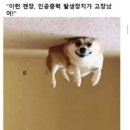 애송이 이미지