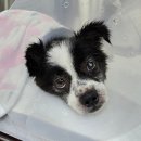 용문조아동물병원 이미지