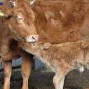 송아지농장 이미지