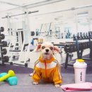 우리애견 이미지