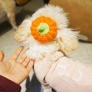 댕댕잡화점 이미지