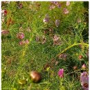 황금빛 떡방 이미지